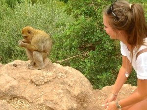 The Monkeys of Morocco